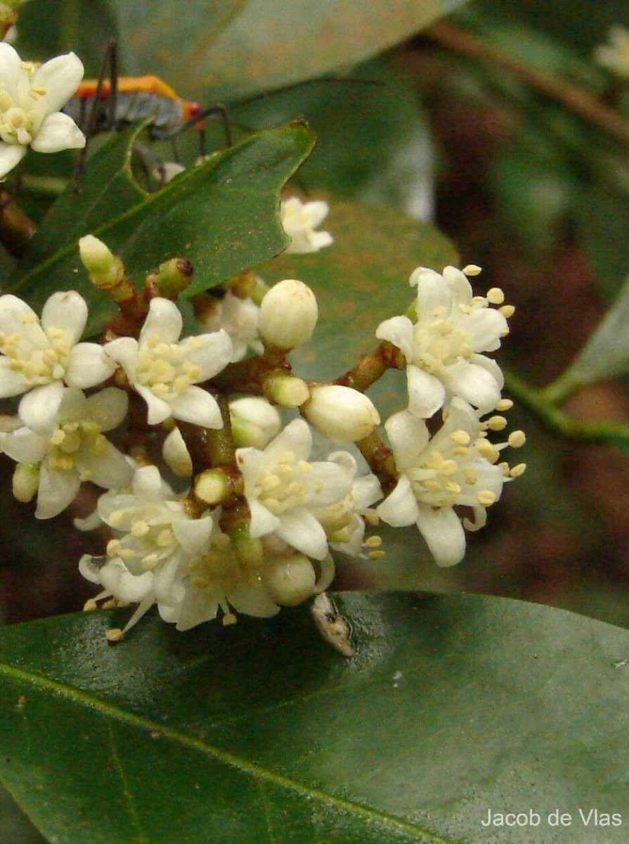 Glycosmis mauritiana (Lam.) Tanaka